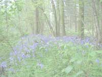 Photo of Sulham Woods