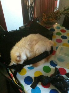 Cat sleeping on rucksack