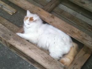 Cat sleeping inside a pallet