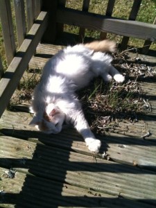 Psycho Cat, lying on the decking in the sunlight