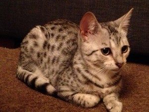 Cleo, the Egyptian Mau