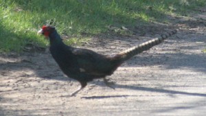 Pheacock - Pheasant/Peacock hybrid running across road