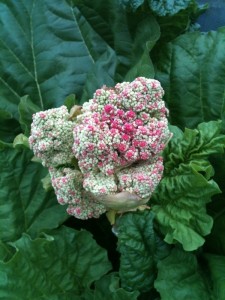 Flower from Rhubarb