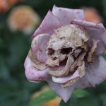 Rose with a skull in it
