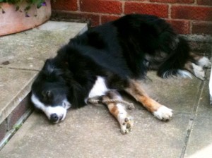 Hound, fast asleep by the back door