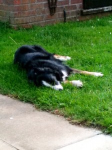 Hound, sleeping on the grass