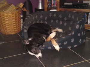 Hound, asleep, leaning out of her basket