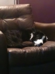 Hound, Fast asleep in the armchair