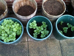 Potato plants in their buckets