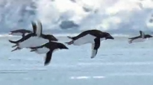 Screenshot from BBCs flying penguins promo